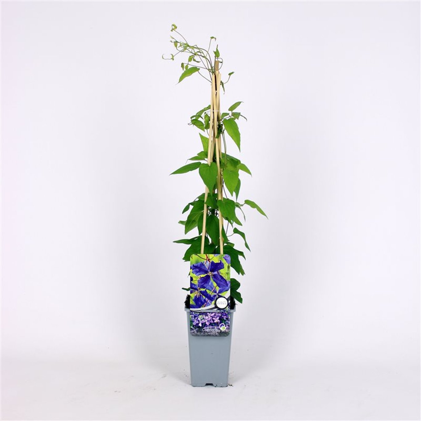 Klematis – Clematis 'Jackmanii' - C2 70/+ CM